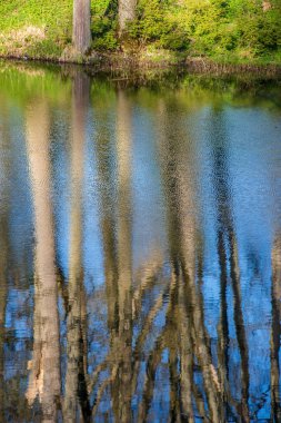 yaz günü ağaçlar üzerinde orman manzaralı görünümünü Gölü yansımalar