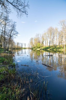 yaz günü ağaçlar üzerinde orman manzaralı görünümünü Gölü yansımalar