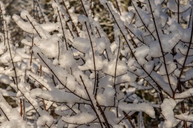 snowy orman manzaralı görünüm kış gününde