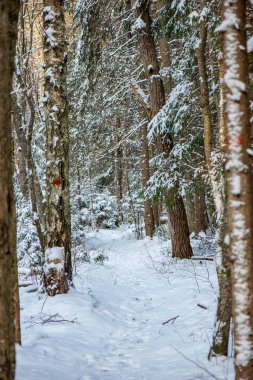 snowy orman manzaralı görünüm kış gününde