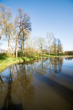 yaz günü ağaçlar üzerinde orman manzaralı görünümünü Gölü yansımalar
