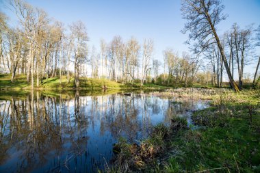 yaz günü ağaçlar üzerinde orman manzaralı görünümünü Gölü yansımalar