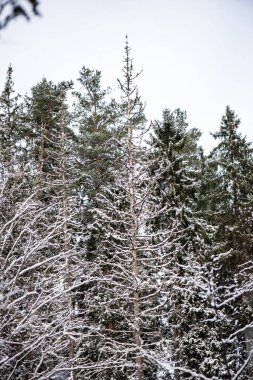 snowy orman manzaralı görünüm kış gününde