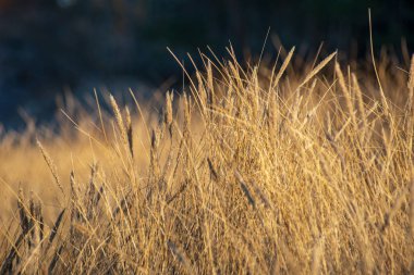 Güneş yansıtan bents kuru ve sunset beach bölgesindeki çimen