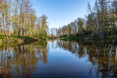 yaz günü ağaçlar üzerinde orman manzaralı görünümünü Gölü yansımalar