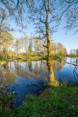 yaz günü ağaçlar üzerinde orman manzaralı görünümünü Gölü yansımalar