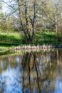 yaz günü ağaçlar üzerinde orman manzaralı görünümünü Gölü yansımalar
