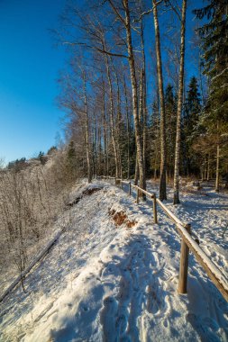 snowy orman manzaralı görünüm kış gününde