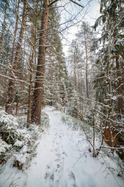 snowy orman manzaralı görünüm kış gününde