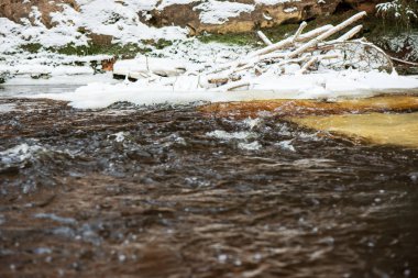 Kışın, Letonya orman Amata Nehri'nin doğal görünümü