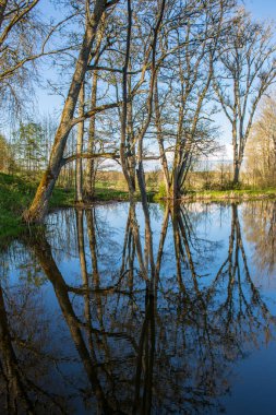 yaz günü ağaçlar üzerinde orman manzaralı görünümünü Gölü yansımalar