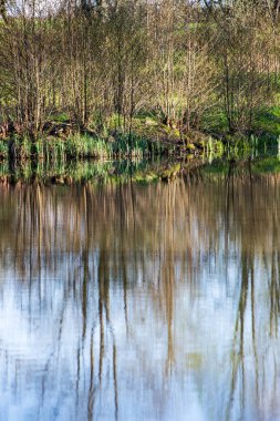 yaz günü ağaçlar üzerinde orman manzaralı görünümünü Gölü yansımalar
