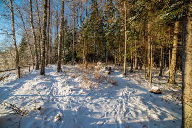 snowy orman manzaralı görünüm kış gününde