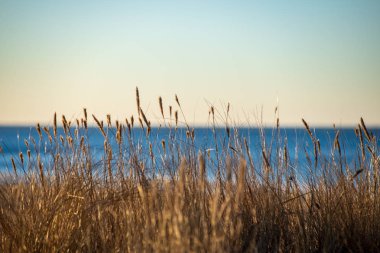 Güneş yansıtan bents kuru ve sunset beach bölgesindeki çimen