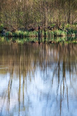 yaz günü ağaçlar üzerinde orman manzaralı görünümünü Gölü yansımalar