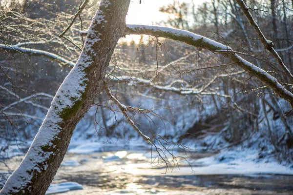 Vista Panorâmica Floresta Rio Amata Inverno Letónia — Fotografia de Stock