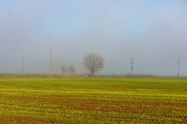 在草地上的晨雾雾的风景 — 图库照片