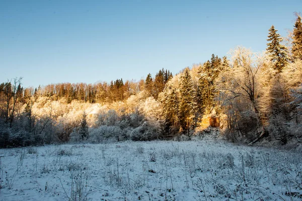 Vacker Utsikt Över Snöiga Skogen Vinterdag — Stockfoto