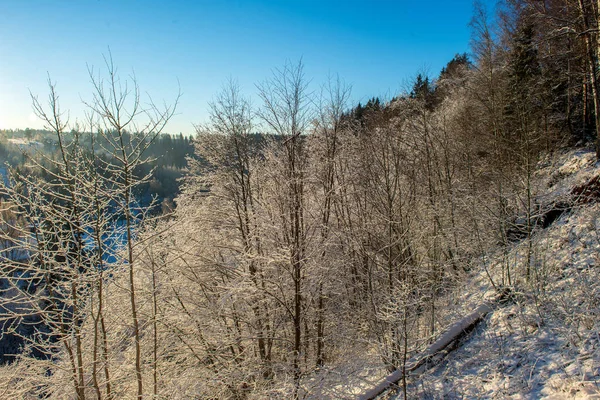 Vue Panoramique Sur Forêt Enneigée Jour Hiver — Photo