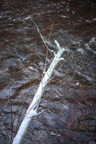 Vue Panoramique Forêt Amata Rivière Hiver Lettonie — Photo