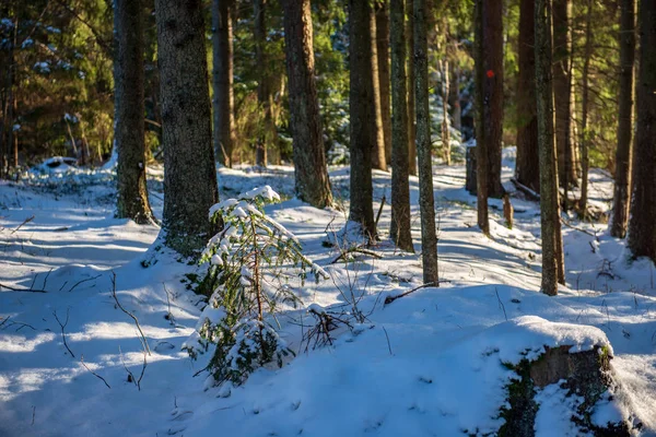 Naturskøn Udsigt Snedækket Skov Vinterdagen - Stock-foto