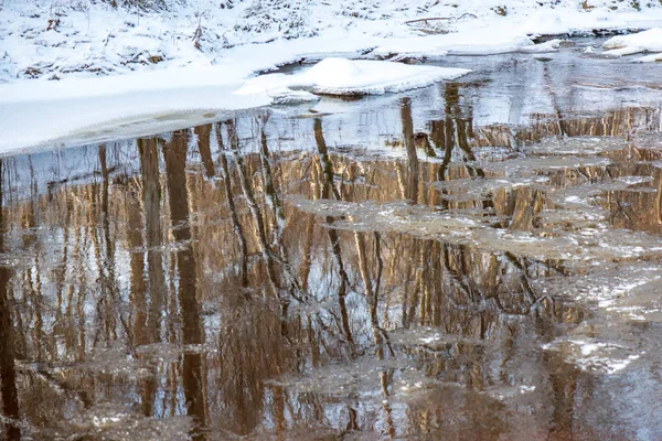 Живописный Вид Лес Реку Зимой Латвия — стоковое фото