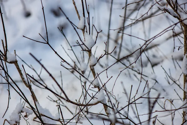 Malebný Pohled Zasněženého Lesa Zimní Den — Stock fotografie