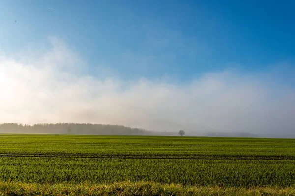 Malebný Pohled Ranní Mlha Mlhy Nad Loukou — Stock fotografie