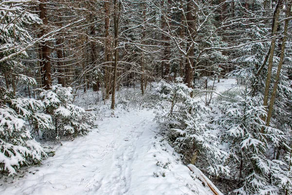 Vista Panoramica Della Foresta Innevata Nella Giornata Invernale — Foto Stock