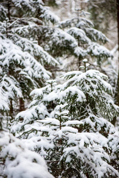 Закрыть Вид Ветвей Деревьев Покрытых Снегом — стоковое фото