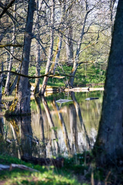 Vista Panorâmica Das Árvores Florestais Reflexões Lago Dia Verão — Fotografia de Stock