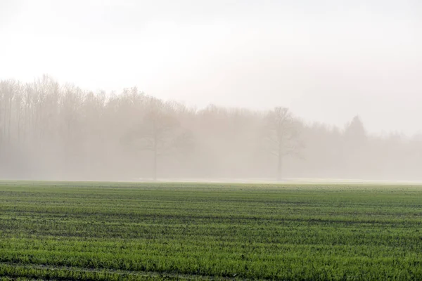 Vista Panorámica Niebla Mañana Sobre Prado —  Fotos de Stock
