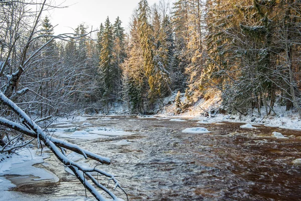 Мальовничий Вид Ліс Amata Річка Взимку Латвія — стокове фото