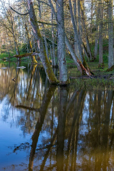 Vista Panorámica Los Árboles Forestales Reflexiones Lago Día Verano —  Fotos de Stock