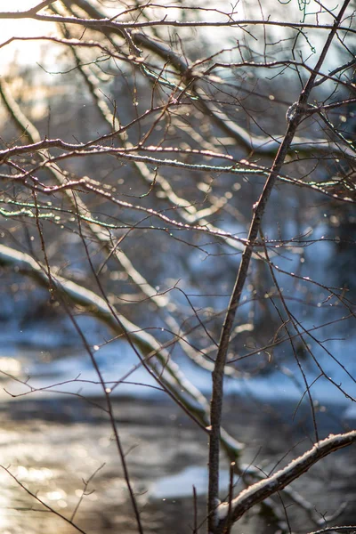 Vue Panoramique Sur Forêt Enneigée Jour Hiver — Photo