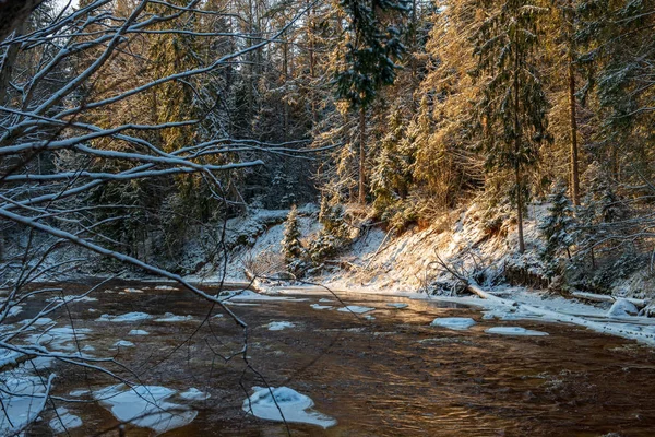 Vista Panorámica Del Bosque Río Amata Invierno Letonia — Foto de Stock