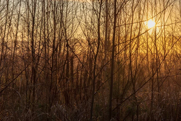 Malerischer Blick Auf Den Morgennebel Über Der Wiese — Stockfoto