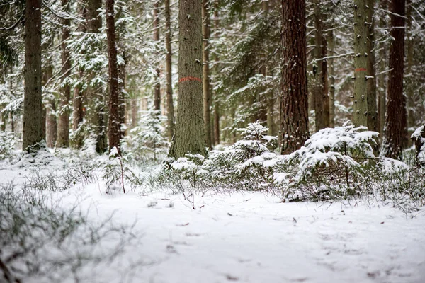 Vista Panorámica Del Bosque Nevado Día Invierno —  Fotos de Stock