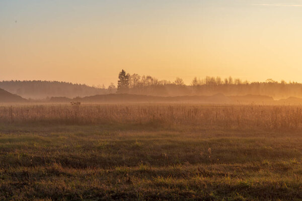 scenic view of morning mist fog over meadow