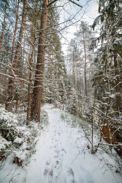 Téli Napon Havas Erdő Festői Kilátás — Stock Fotó