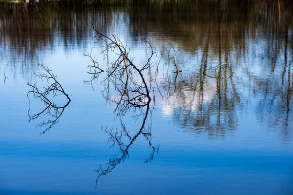 Schilderachtig Uitzicht Bos Bomen Reflecties Lake Zomerdag — Stockfoto