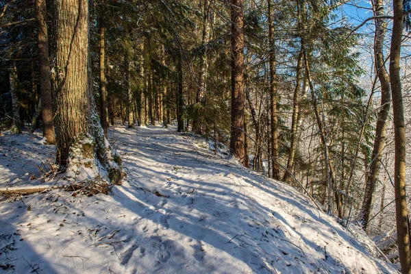 Malerischer Blick Auf Den Verschneiten Wald Einem Wintertag — Stockfoto