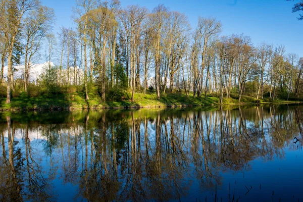 Malerischer Blick Auf Waldbäume Reflexionen See Einem Sommertag — Stockfoto