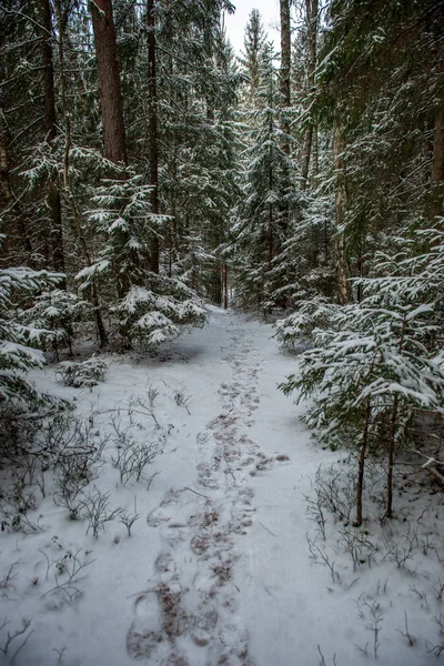 Scenic View Snowy Forest Winter Day — Stock Photo, Image