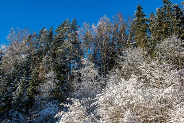 Vue Panoramique Sur Forêt Enneigée Jour Hiver — Photo