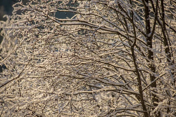 Vue Panoramique Sur Forêt Enneigée Jour Hiver — Photo