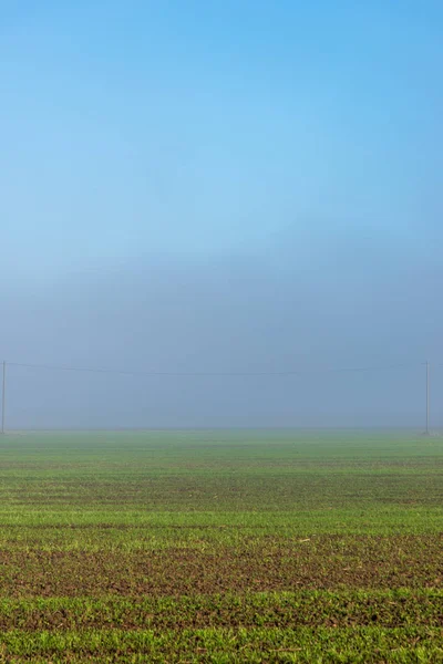 Живописный Вид Утреннего Тумана Над Лугом — стоковое фото