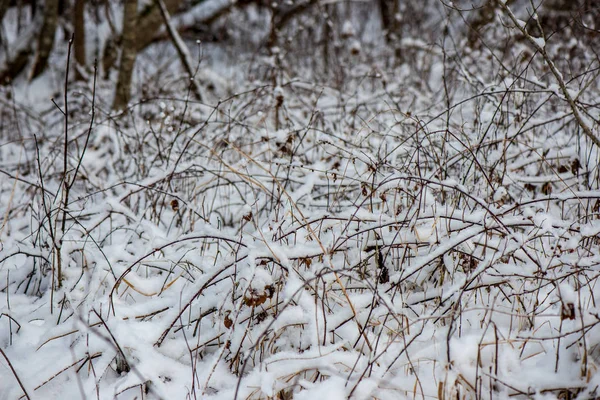 Schilderachtig Uitzicht Besneeuwde Bos Winterdag — Stockfoto