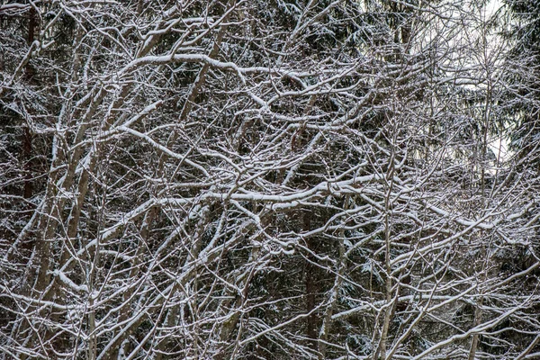 冬の日の雪に覆われた森林の美しい景色 — ストック写真