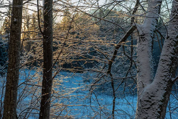 Schilderachtig Uitzicht Besneeuwde Bos Winterdag — Stockfoto